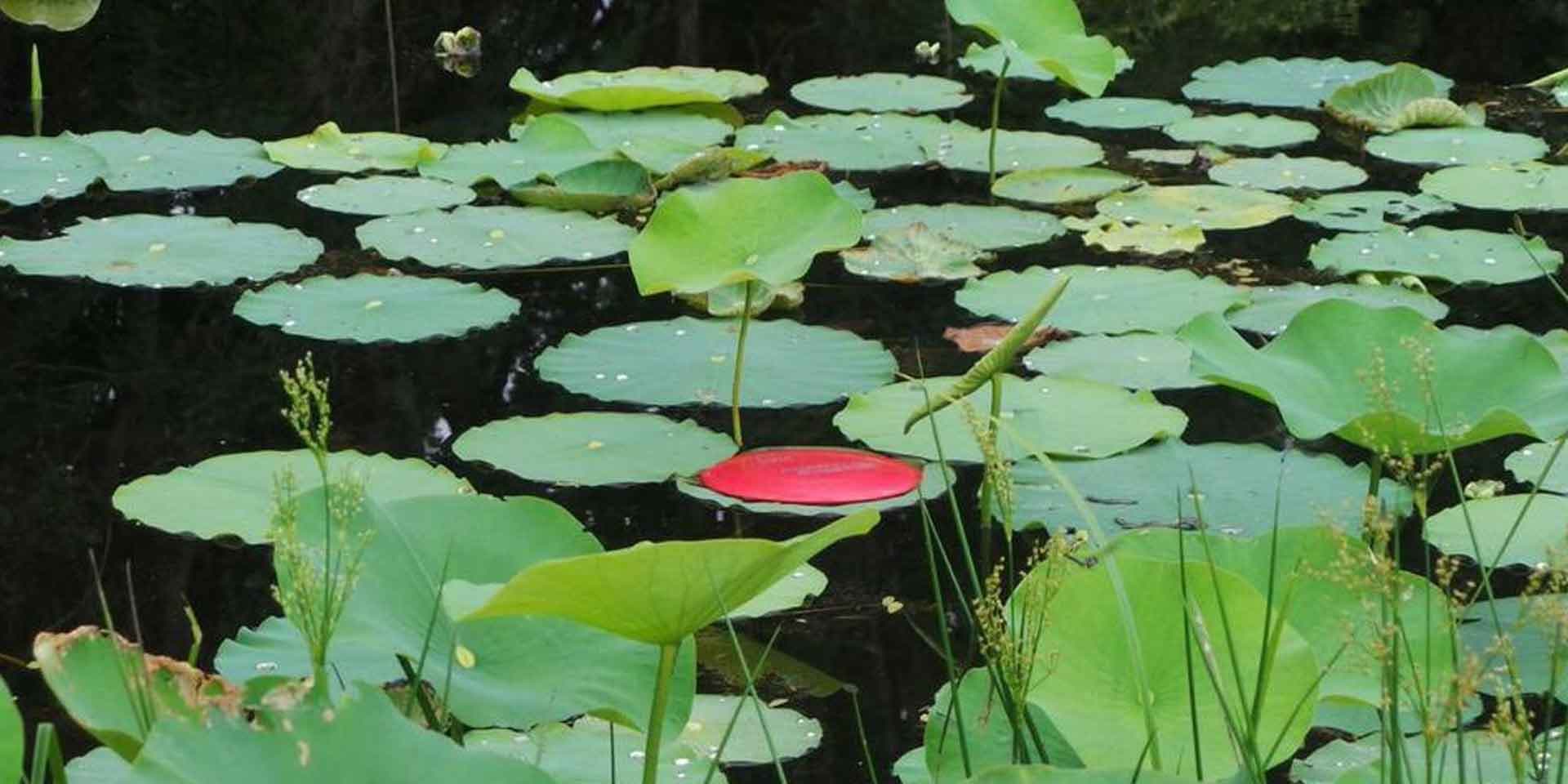 lilly-pads-disc